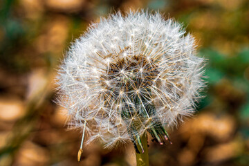 seed head, dandelion seed head, close up of dandelion, flower