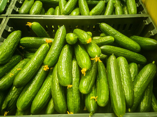 selling cucumbers in a grocery supermarket close up