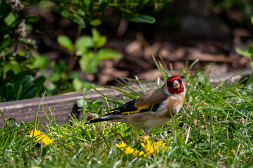 Goldfinches, Carduelis carduelis, collecting dandelion petals for nest building