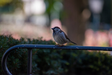 Oiseau 