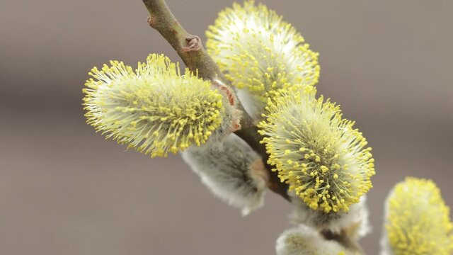A pussy willow stem close-up. Salix caprea or goat willow branches with yellow catkins.