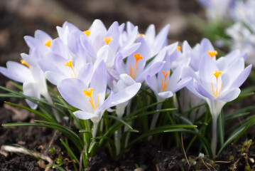 spring flowers. in the photo, crocus flowers