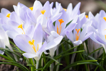 spring flowers. in the photo, crocus flowers