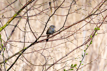 Dunnock, Prunella modularis, perched in early spring tree branches