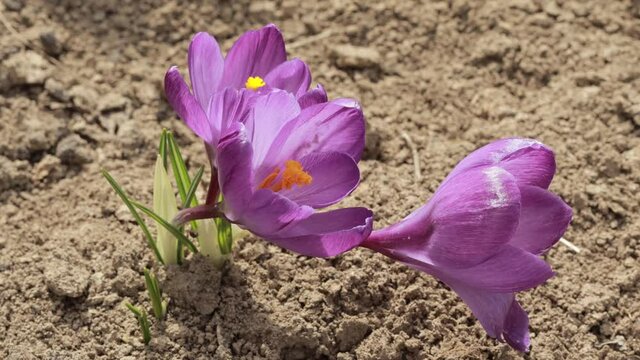 Crocus vernus flowers, Iridaceae family. Beautiful purple crocuses are blooming in the garden.
