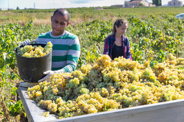 Naklejka na ściany i meble Man and female working with harvest in vineyard, picking ripe bunches of grapes