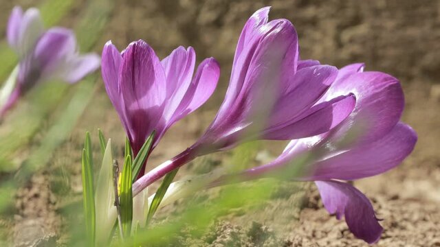 Crocus vernus flowers, Iridaceae family. Beautiful purple crocuses are blooming in the garden.
