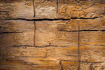 old wood texture, texture of wall, old tree wood texture , old wood background