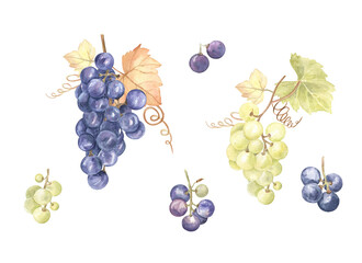 Set of watercolor painted grapes on white isolated background. Fine and beautiful botanical illustration of big and small grapes clusters, green and purple. For cards, tags, merchandise and more. 