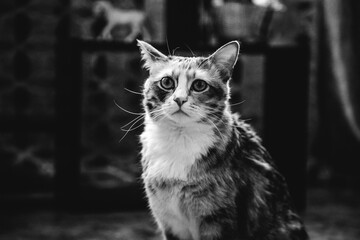 Sad cat