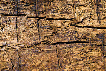 tree bark texture eaten by beetles