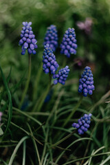 blue flowers in the garden