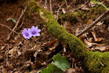 Spring purple flowers in the forest - Anemone hepatica