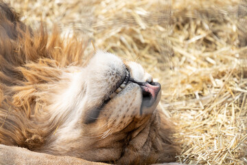 A close-up portrait of a head lion lying on its back in dry grass on a hot sunny day under the midday sun with ajar mouth of a dead animal poaching and animal cruelty protecting animals and nature.
