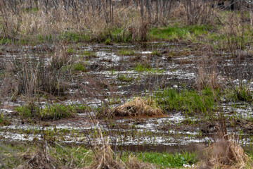 Landscape is a muddy swamp with dry and green grass shrubs of dirty water after melting snow in spring or flooding and flooding after heavy rain in nature at the beginning of the season. High quality