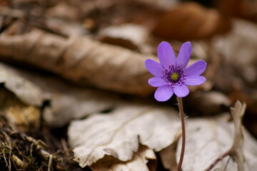 Spring purple flower in the forest - Anemone hepatica