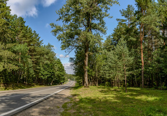 Fototapeta na wymiar The road through the forest from the village of Zhdanovichi to a sanatorium in the Republic of Belarus.