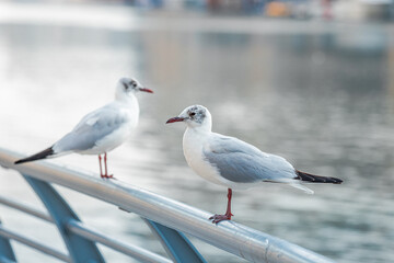 Seagulls sit on the parapet of the embankment in the Dubai Marina area. Picture creates a vintage sea atmosphere