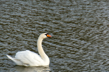 A white swan swims across the surface of the pond