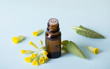 Primula veris (cowslip, common cowslip, cowslip primrose; syn. Primula officinalis Hill tincture oil in bottle with fresh leaf and blossoms on blue background. Alternative medicine concept.