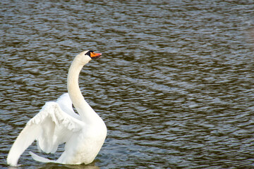 A white swan is about to take off from the water