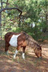 Fototapeta premium A wild horse feeding on the grasses that grow on Assateague Island, in Worcester County, Maryland.