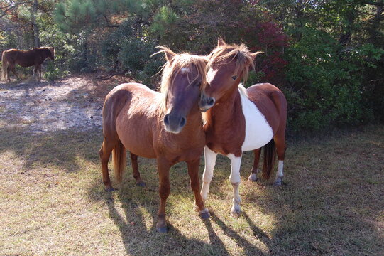 Playful wild horses enjoying a sunny day on Assateague Island, in Worcester County, Maryland.