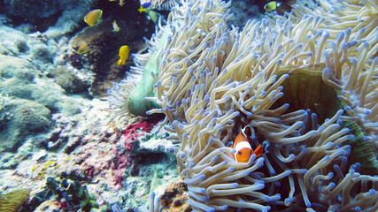 Naklejka na ściany i meble Clown fish and sea anemone, natural symbiosis. Coral reef with fishes. Tropical underwater sea fishes.