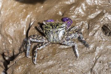 Rock crab - Metopograpsus frontalis latifrons