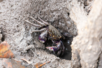 Mangrove crab - Episesarma Mederi