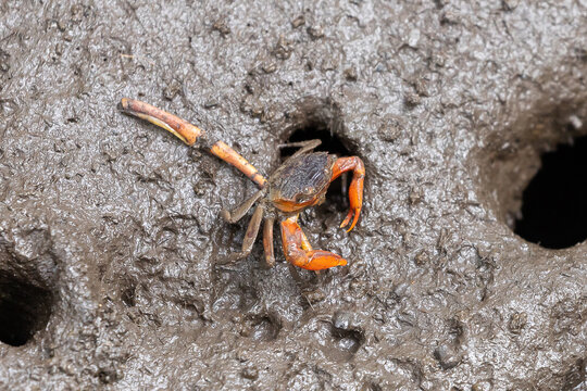 Metaplax elegan crab