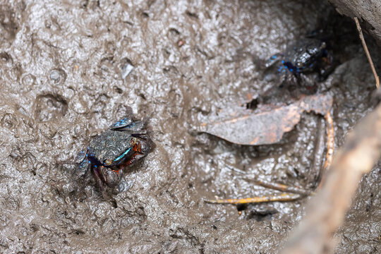 Perisesarma eumolpe indiarum crab