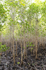 Fototapeta na wymiar Rhizophora apiculata blume forest