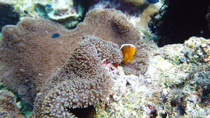 Sea anemone and clown fish on the coral reef, tropical fishes. Underwater world diving and snorkeling on coral reef. Hard and soft corals underwater landscape