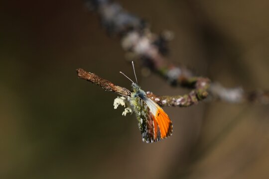 A shallow depth of field image of an Orange Tip Butterfly. Butterfly has perched on the branch of a tree and is collecting tree sap. Scientific name anthocharis cardamines. Focus on butterflies eye.