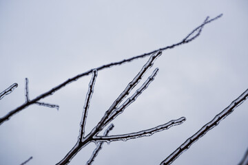 Tree branches covered with ice. Freezing rain. Ice covered. Bad weather in spring. Landscape view.