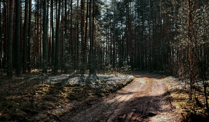path in the forest