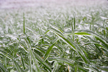 Green grass covered with ice. Frozen freezing rain. Ice covered. Bad weather in spring. Close-up view.