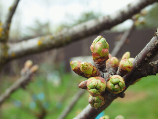 Spring tree twig close-up. First leaves and buds. Natural background. Place for your text.