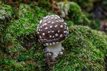 The Death angel an deadly poisonous Mushroom, Scientific name:Amanita pantherina.The mushroom grows Carpathian Mountains in the forest.