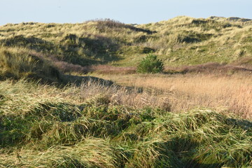 landscape of dunes on the wadden island of Vlieland in autumn
