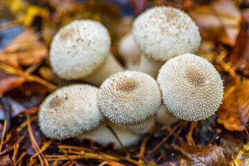 Close-up of a fungus called Common Puffball (Lycoperdon Perlatum)common puffball, warted puffball, gem-studded puffball). White mushrooms in the autumn forest.