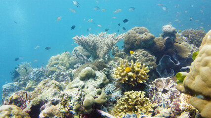 Naklejka na ściany i meble Underwater Colorful Tropical Fishes. wonderful and beautiful underwater colorful fishes and corals in the tropical reef. Leyte, Philippines.