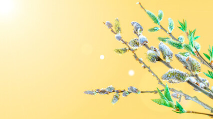 Cherry tree blossom. April floral nature and spring sakura blossom on soft yellow background. Banner for 8 march, Happy Easter with place for text. Springtime concept.