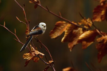 The The long-tailed tit or long-tailed bushtit (Aegithalos caudatus) sitting on the brown branch with golden leafs.