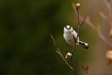 The The long-tailed tit or long-tailed bushtit (Aegithalos caudatus) sitting on the brown branch with golden leafs.