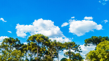 Obraz premium Blue sky between white clouds and below a set of trees (Araucaria angustifolia) tree symbol of the state of Paraná, southern Brazil