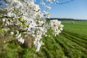 Spring flowering young plum on the edge of the field