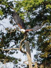 Adler Fliegt