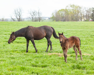 Fototapeta premium A brown broodmare and her month old foal in a green pasture.